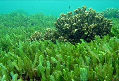 Isla alguil image