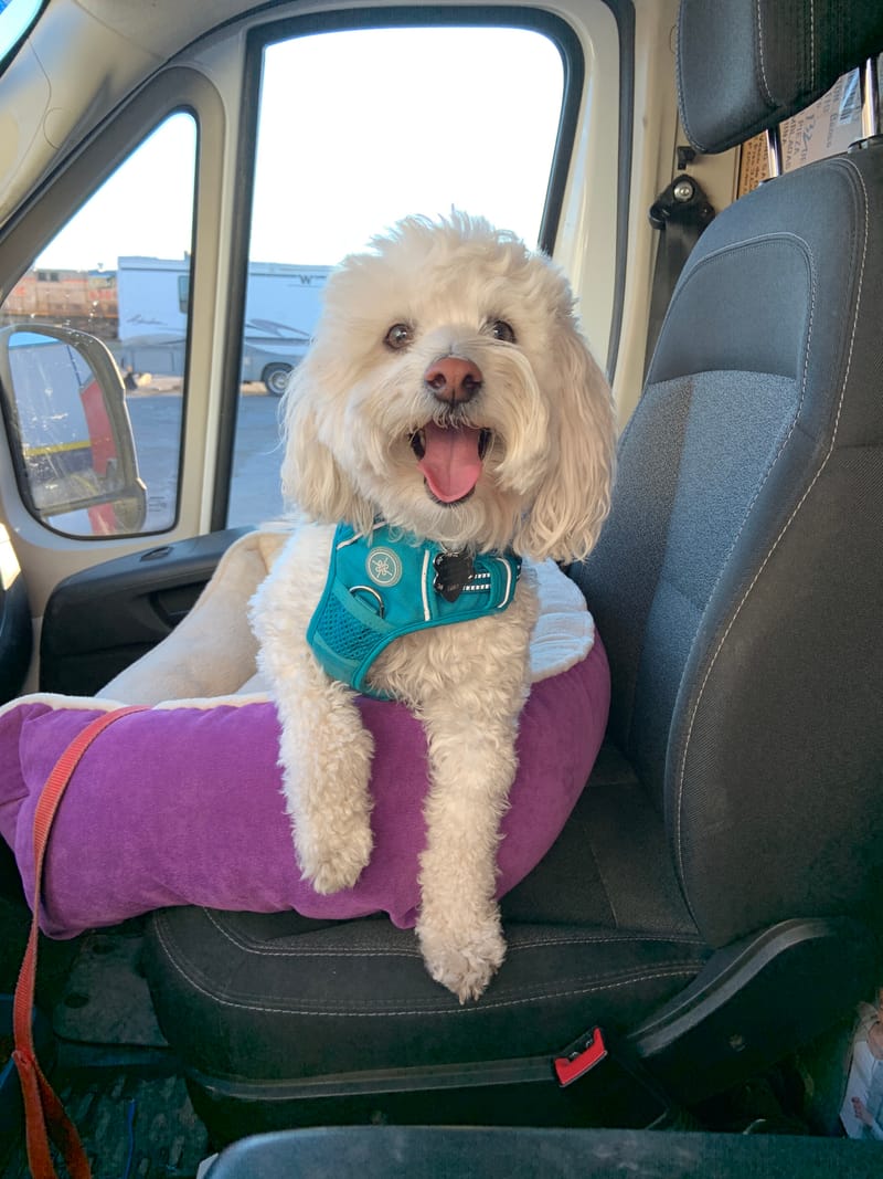 Can Zoomalo transport my pet?