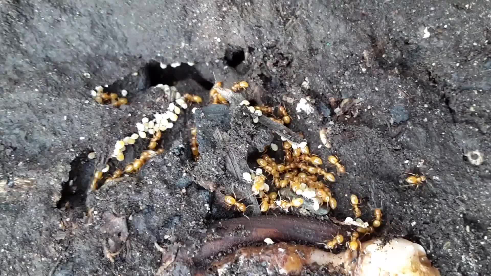 Citronella Ants