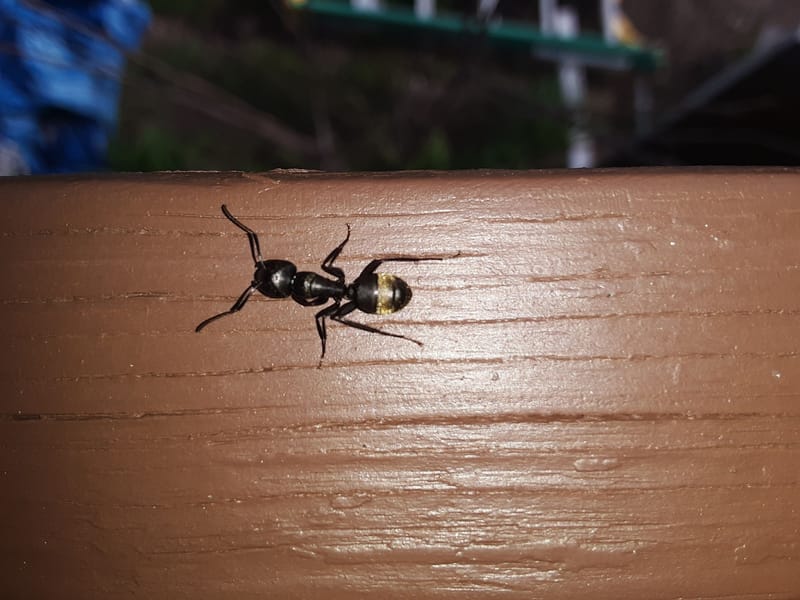 Carpenter Ant - Gallery image 8 of 9 - Martin Pest Control