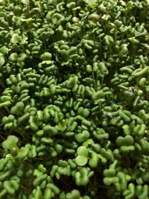 Microgreens