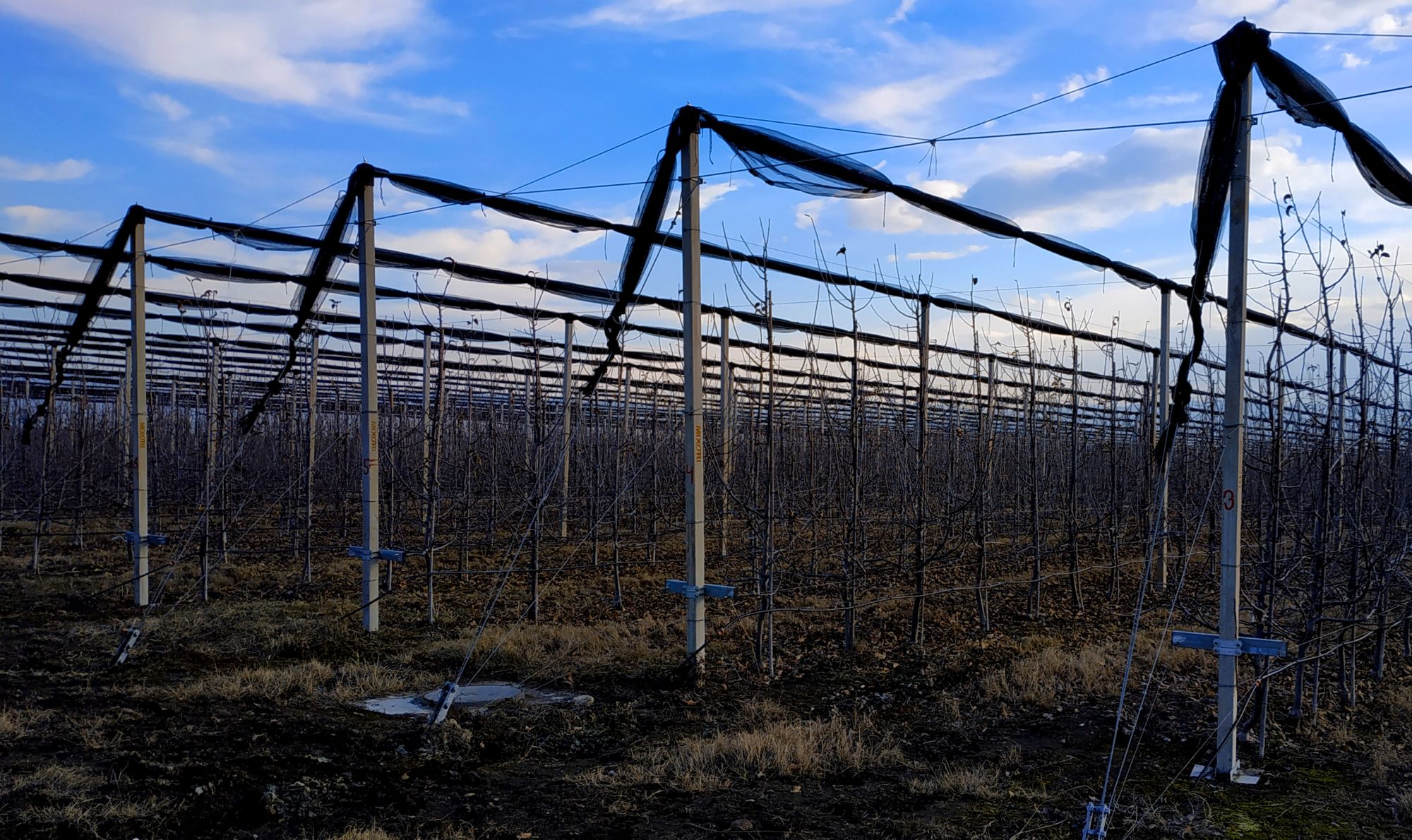 ANTI-HAIL NET AND FRUIT TREES POLES