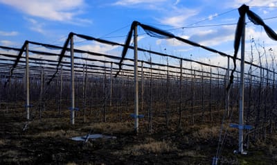 სეტყვის საწინააღმდეგო ბადეების და ხეხილის დგარი