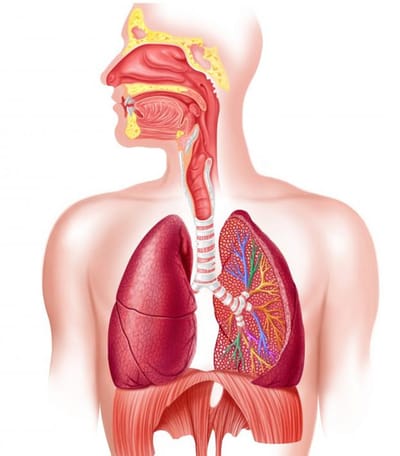 Phác đồ điều trị viêm đường hô hấp trên