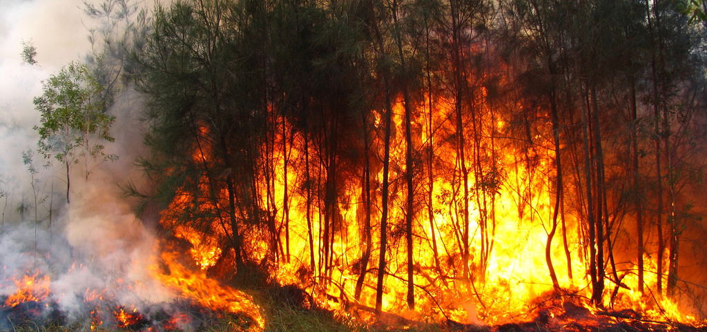 Sydney Bush Fires by Josephine Noyce