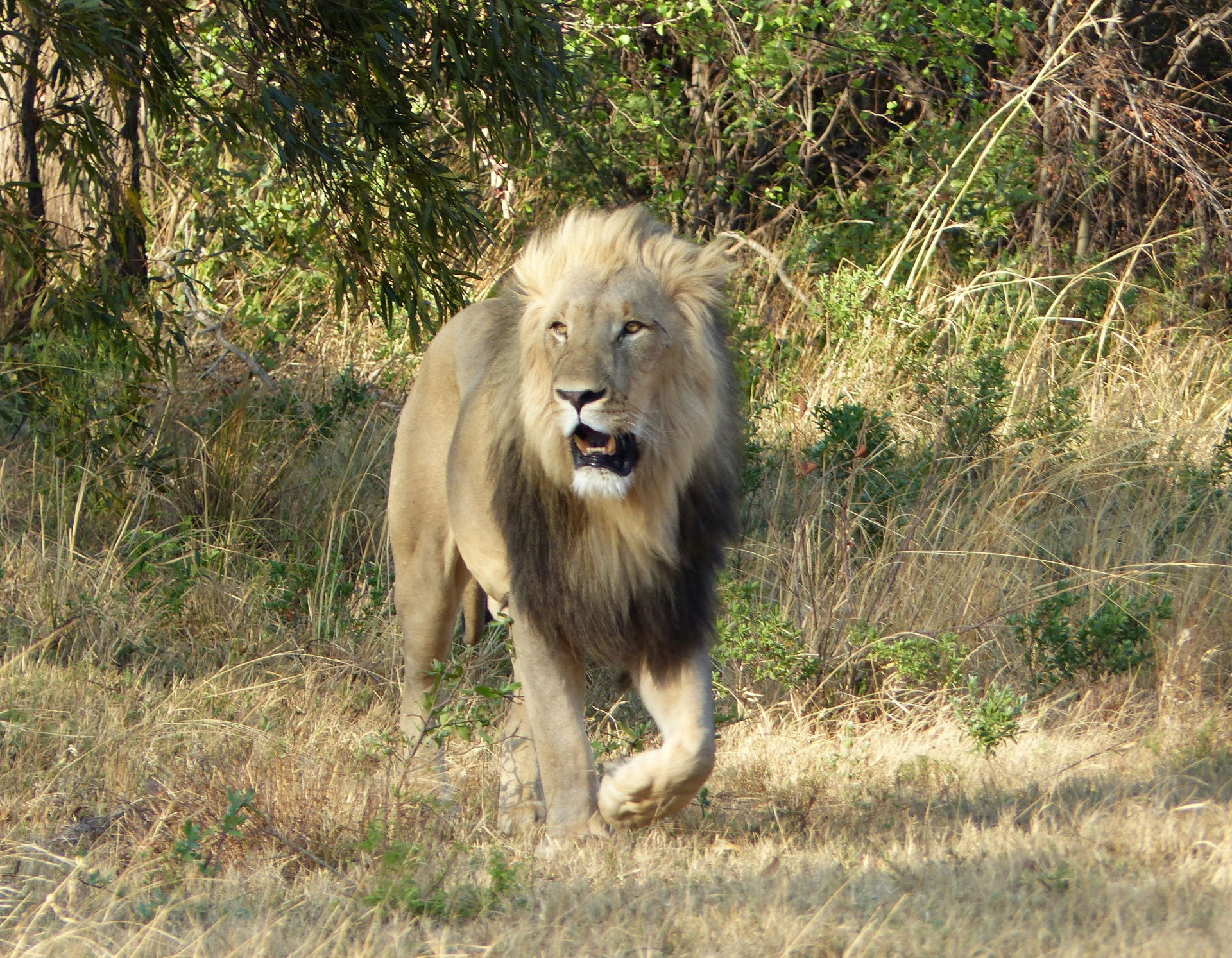 A Walk in the Jungle  by   Roger Townsend