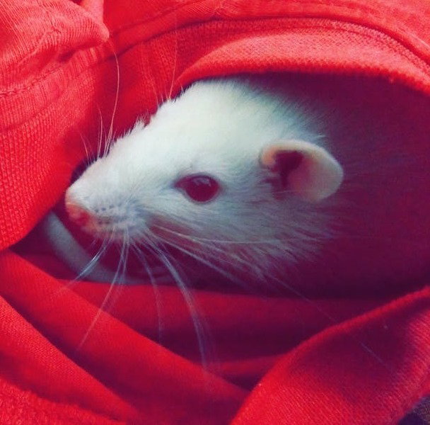 Mr Binks by Gail Oswald