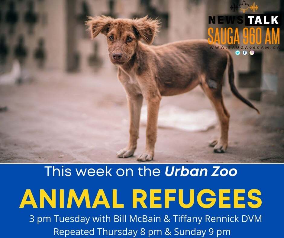 Animals in Ukraine and Disaster Preparedness, Urban Zoo, NewsTalk Sauga 960AM, April 5, 2022