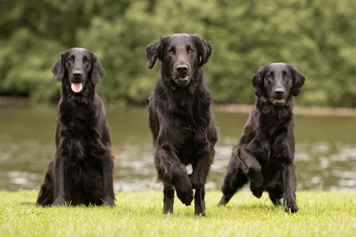 YouTube dog trainer criticized for 'harmful' training methods ahead of Toronto appearance, CBC, August 31, 2023