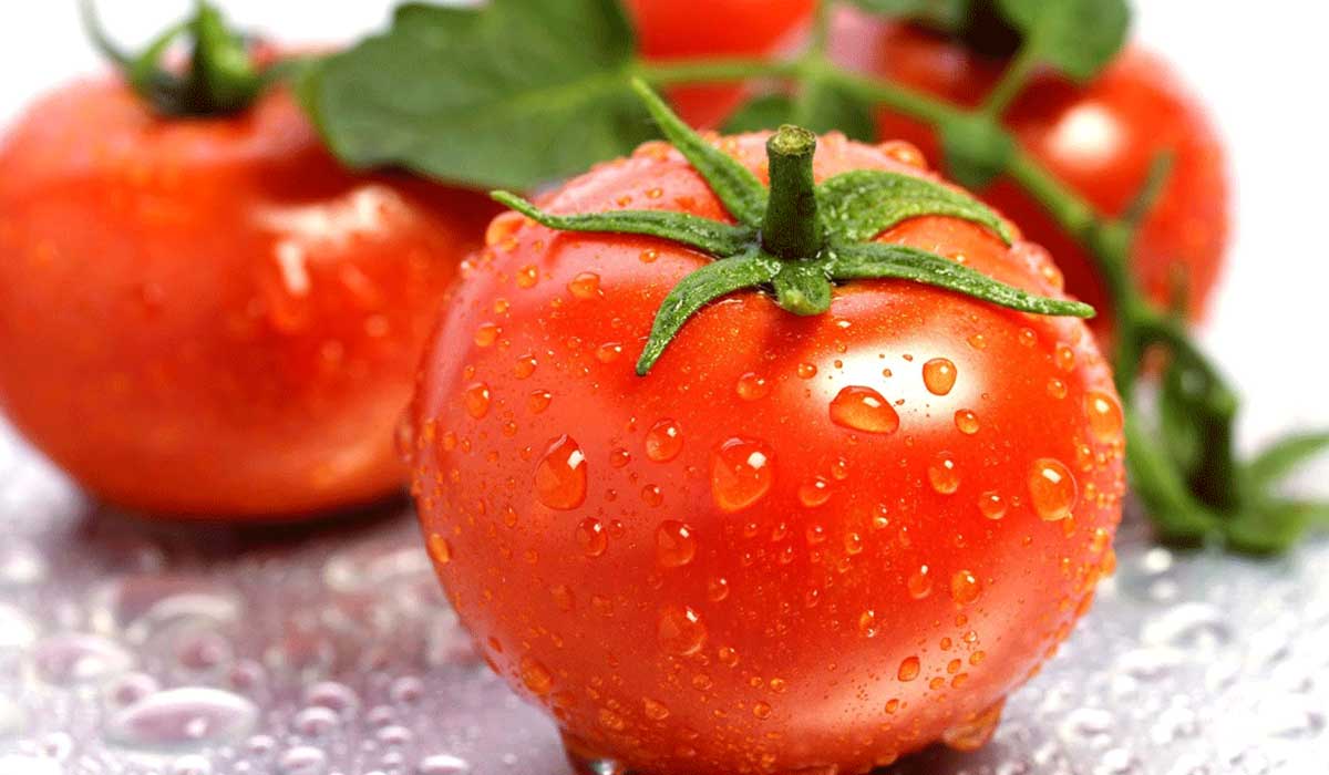 tomatoes