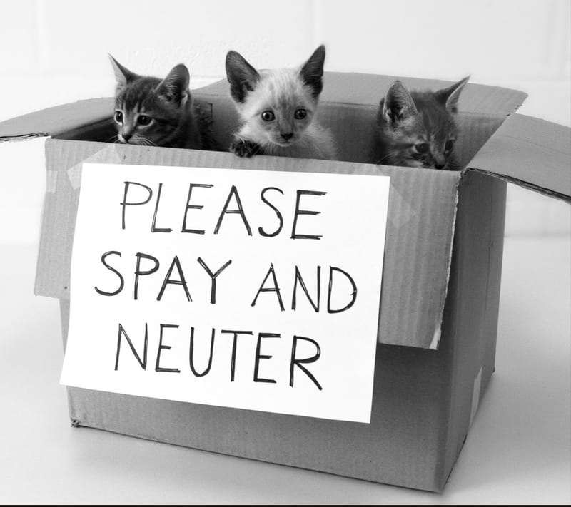 Spay/Neuter