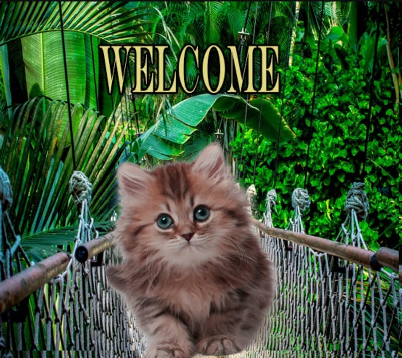 Welcome to Only TNR Blog