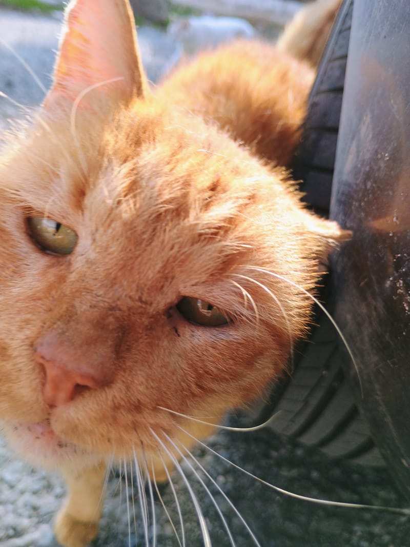 One of our senior Coral Bay Cats