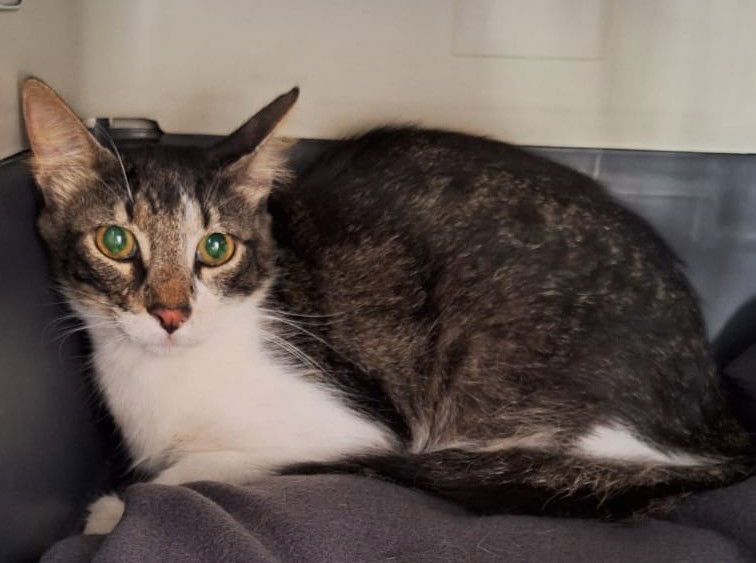 Happy News-Taffys Story