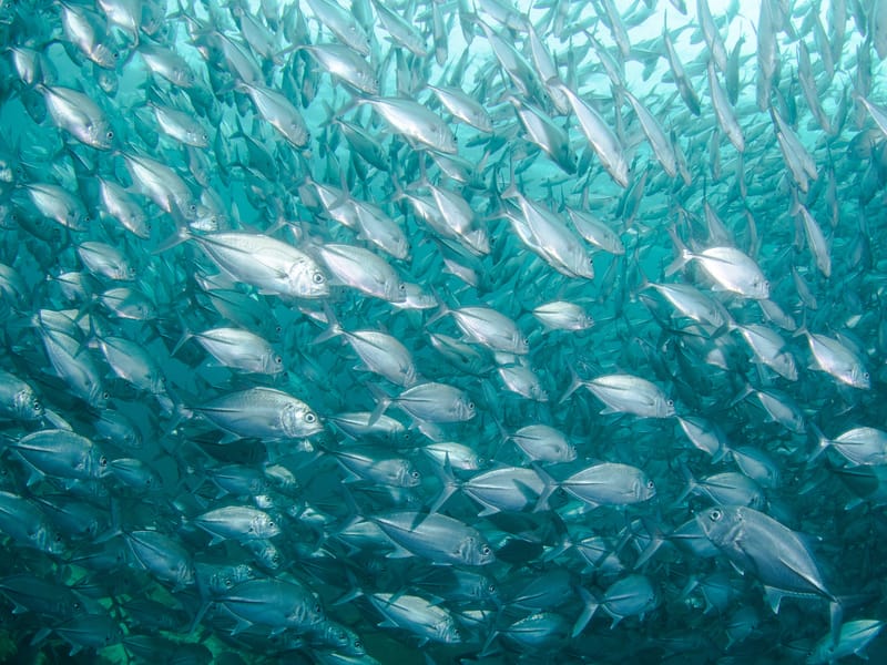 FISH (TILAPIA) FARMING
