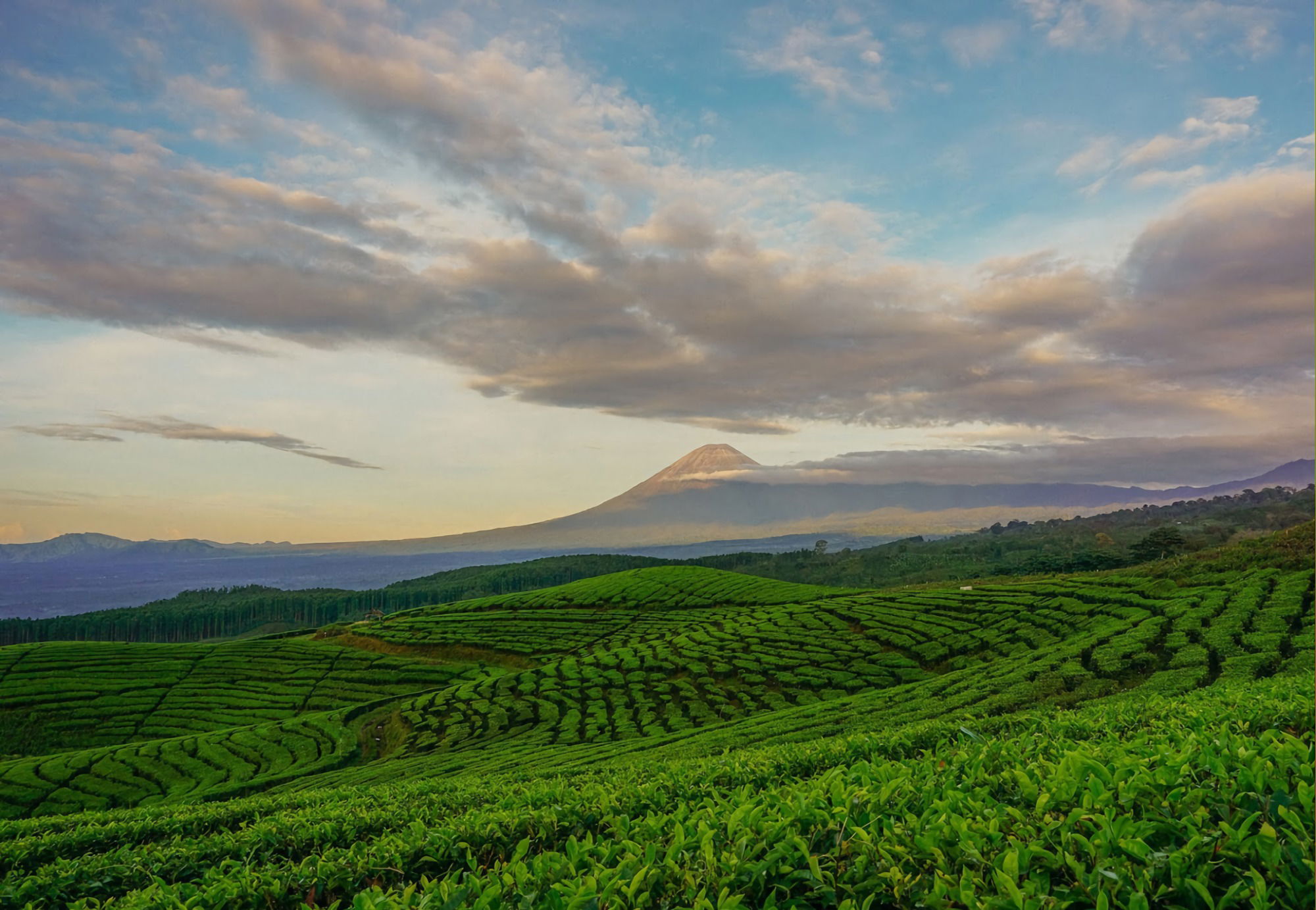 Kebun Teh Kertowono