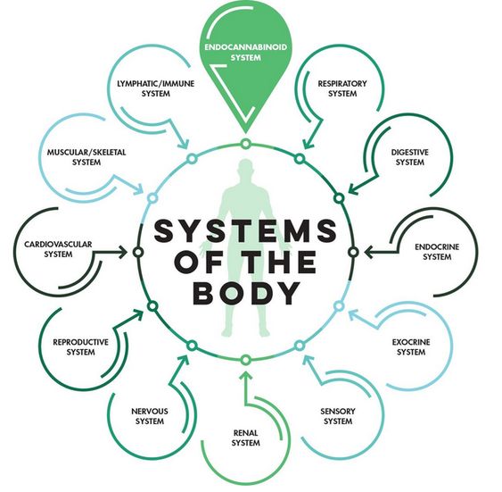 Endocannabinoid System