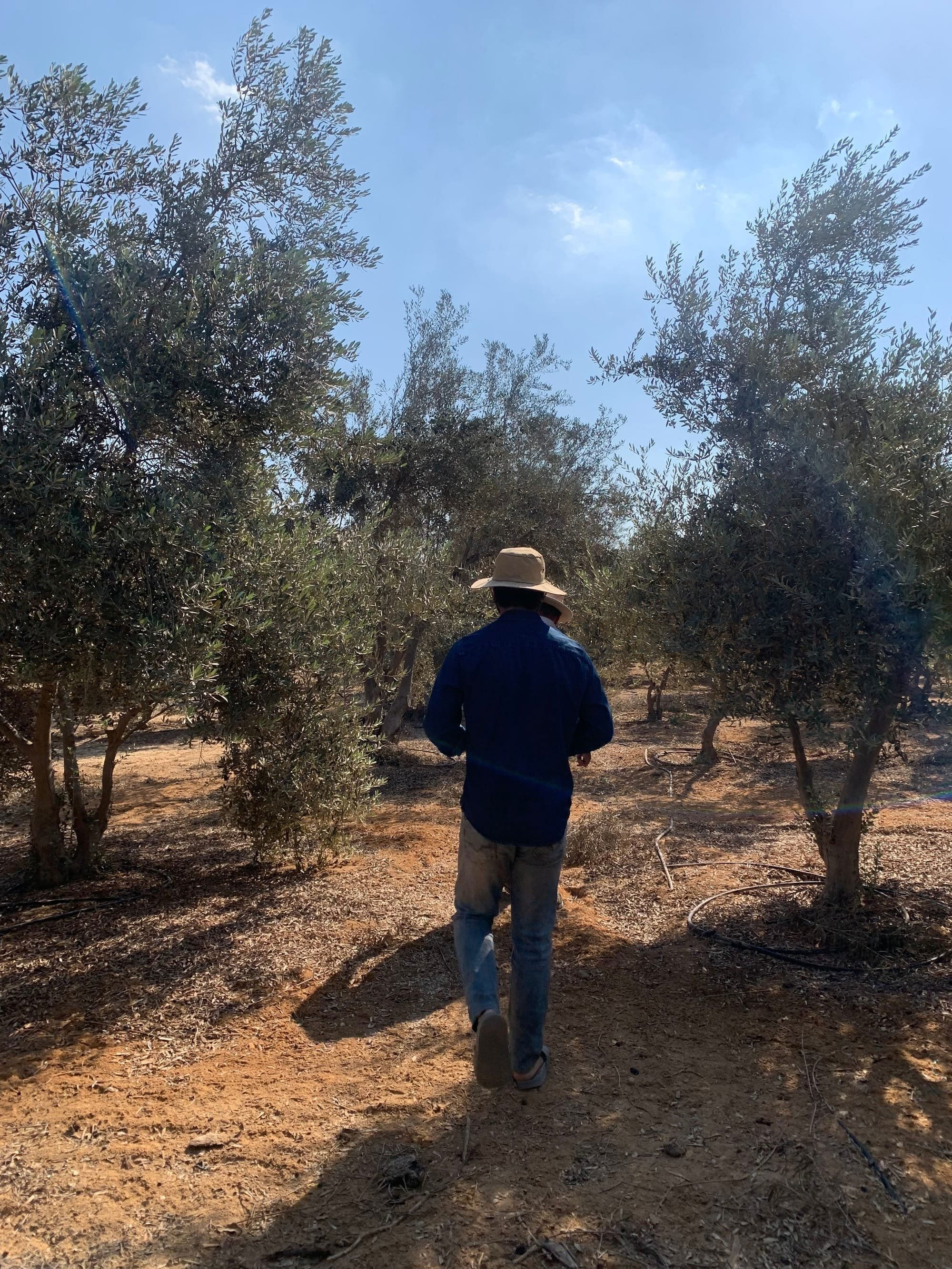 Rammah Olive Groves