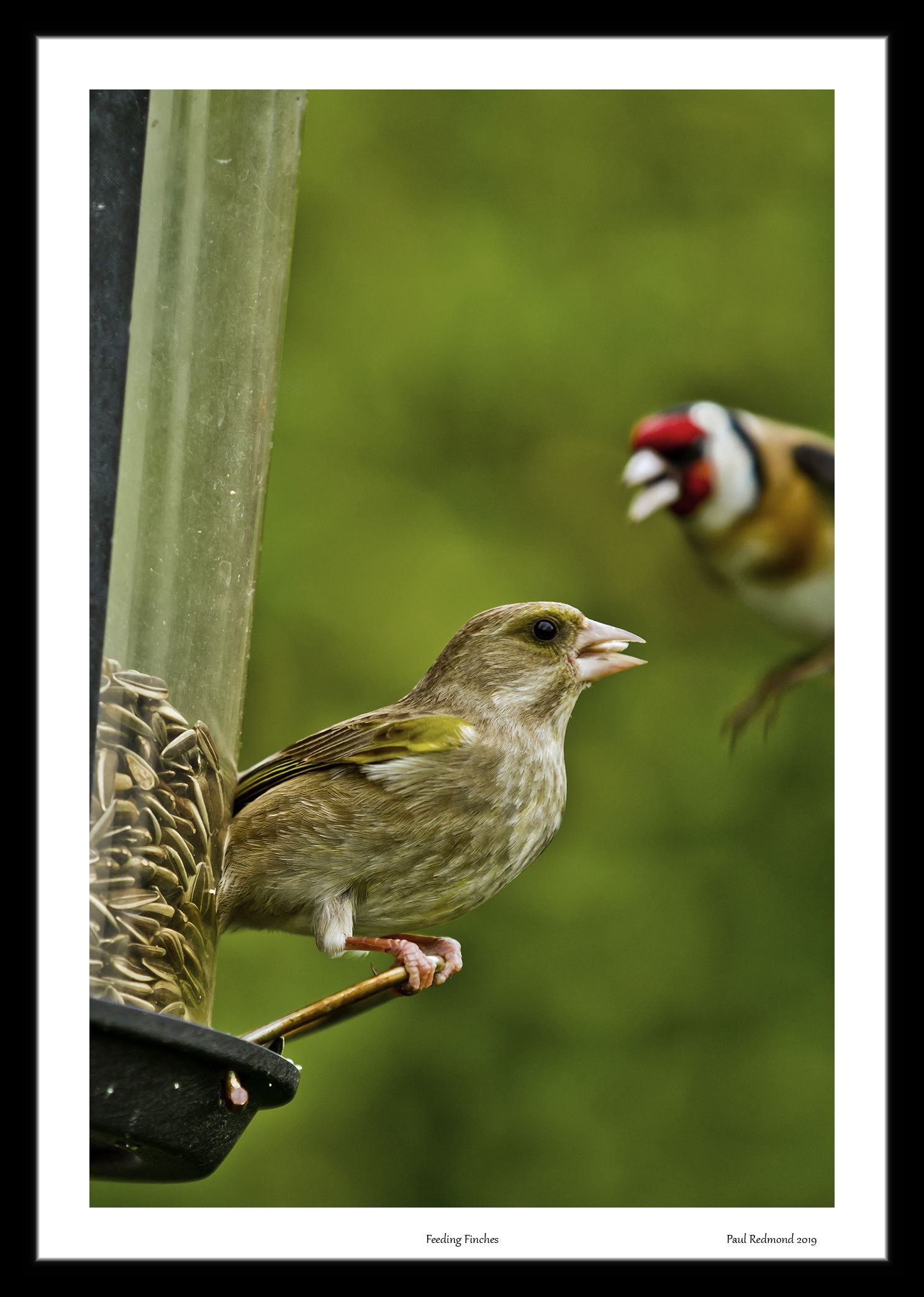 Feeding Finches