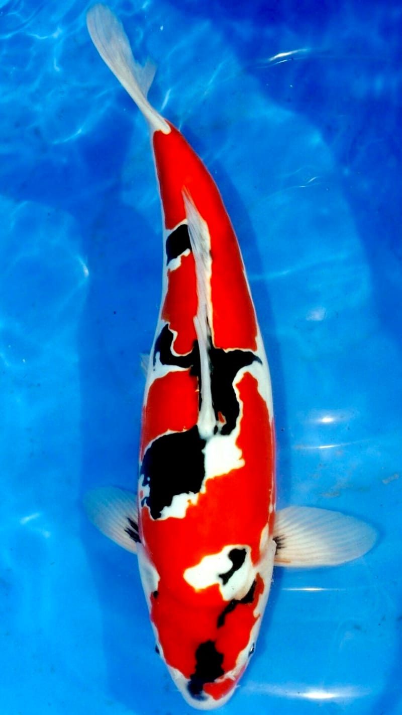 Koi Fish