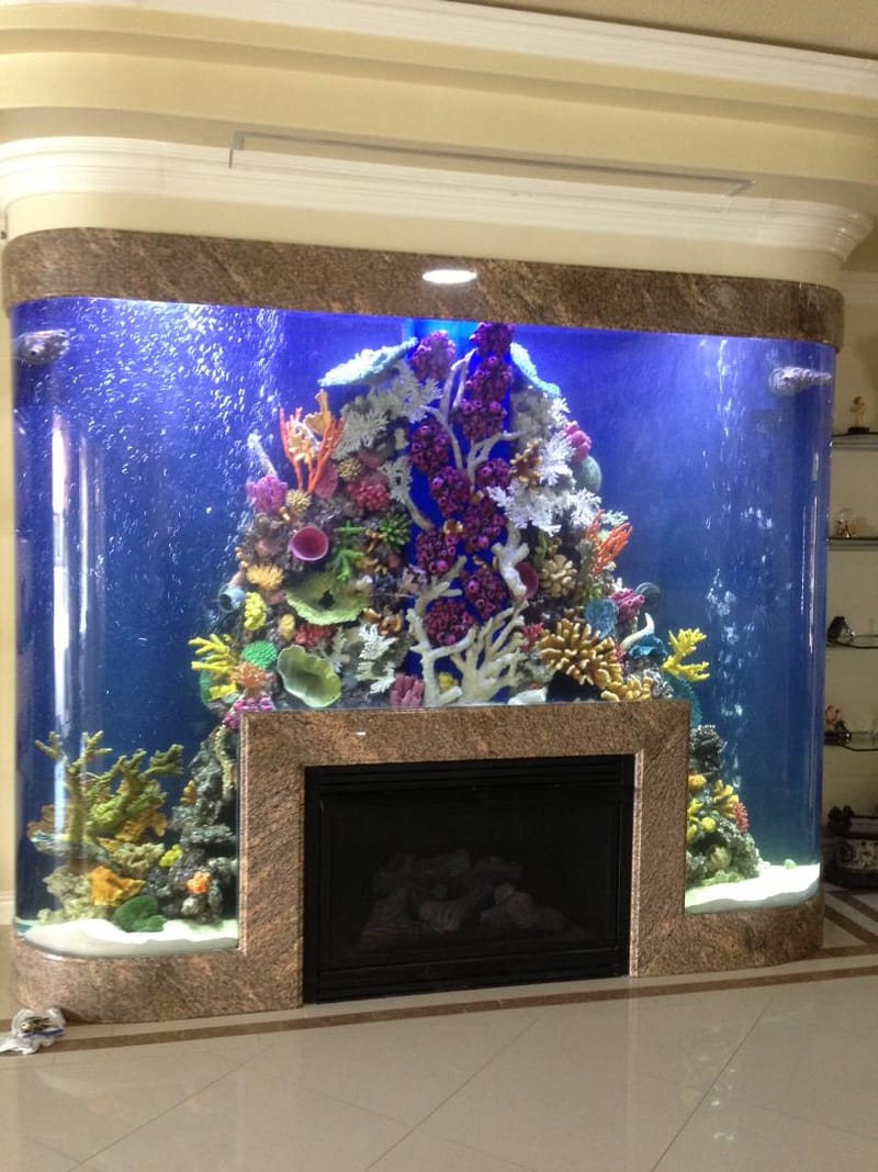 Custom Aquariums Builder & Maintenance in Arizona, California & Texas