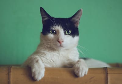 2019 BORN TO MIAU