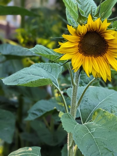 Welcome to our Homestead image