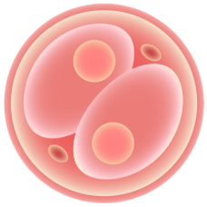 IVF/ICSI