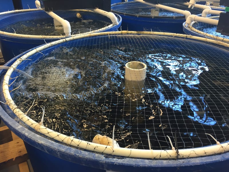 RECIRCULATING AQUAPONIC SYSTEM