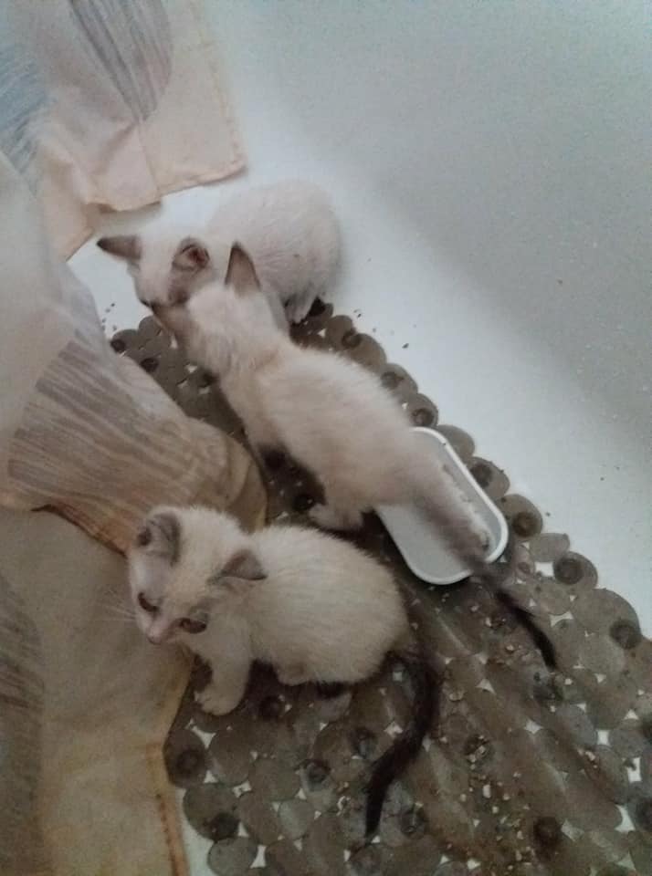 Proporcionar cuidados médico-veterinários a animais doentes ou acidentados