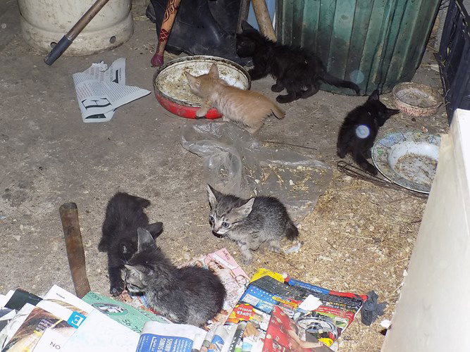 Diminuir o  número de animais desprotegidos controlando a população de animais de rua