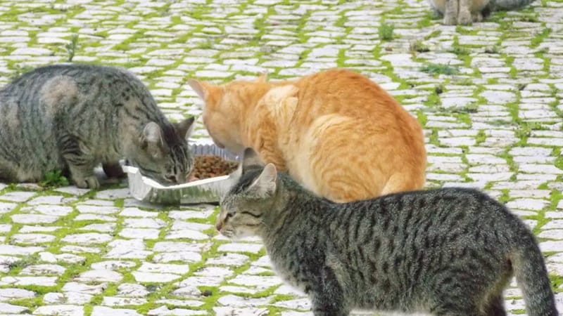 Alimentar e cuidar de colónias de gatos que já foram alvo do programa CED (captura, esterilização e devolução)