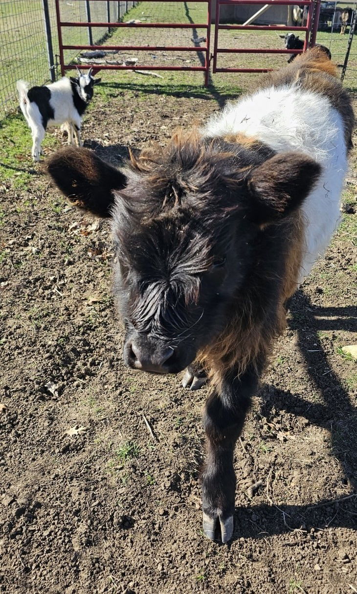 Laszlo - Born July 22 2023