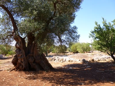 Gli ulivi secolari