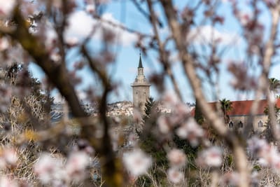 פריחת השקד – גם קרוב וגם חוויה עוצמתית