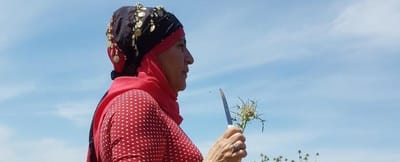 אירוח ביתי כיד המלך בארץ כרמי זית