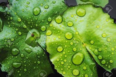 L'hydrophobie chez les êtres vivants: Le lotus image