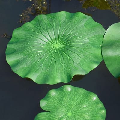 L'hydrophobie chez les êtres vivants: Le lotus  image