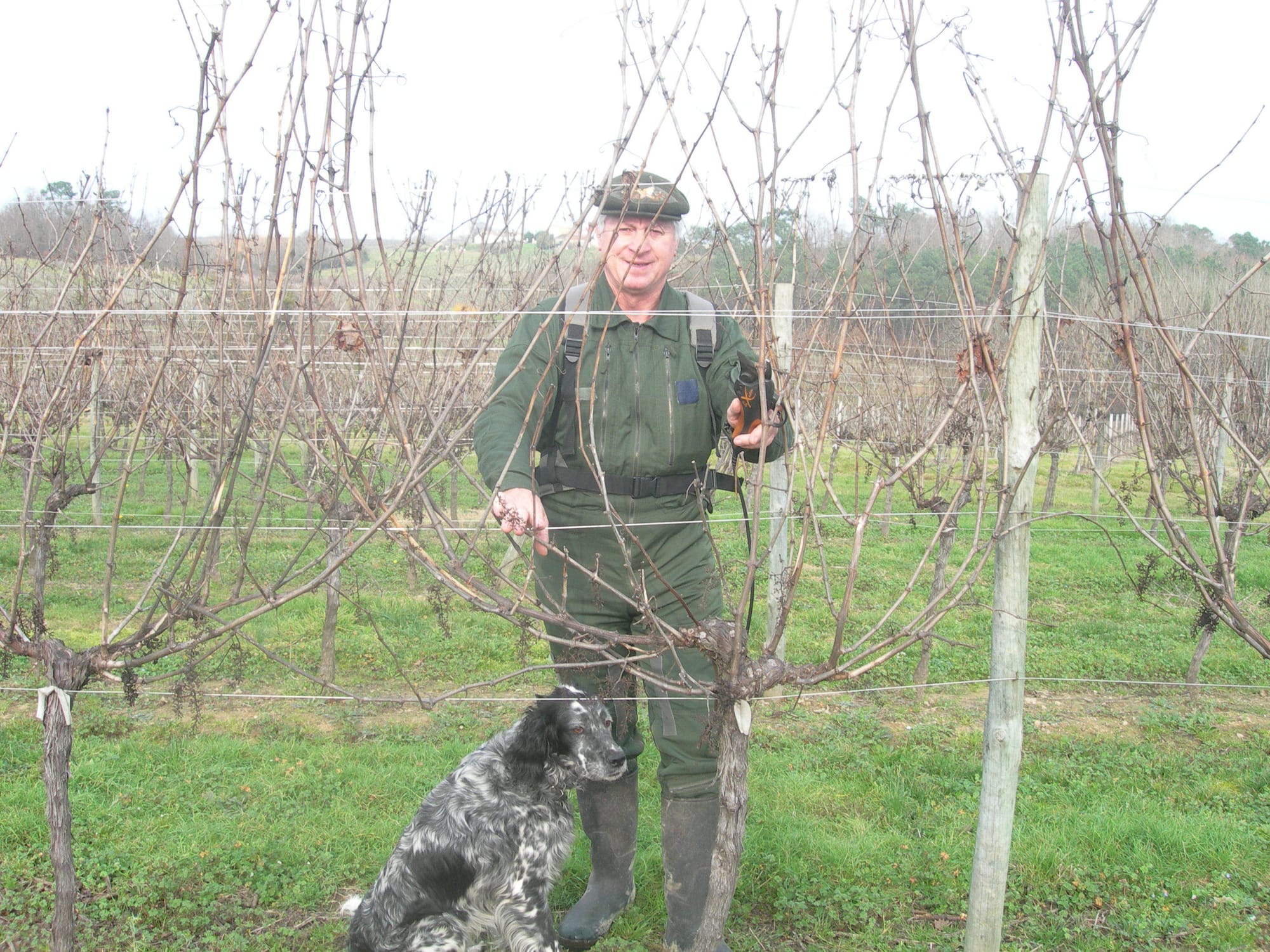 La taile de la vigne