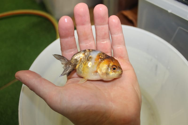 Ranchu small - Alex's zebra