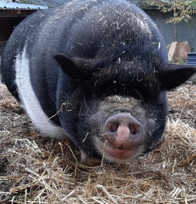 Gnadenhoftiere image