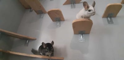 Gnadenhoftiere image