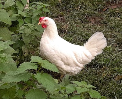 Gnadenhoftiere image