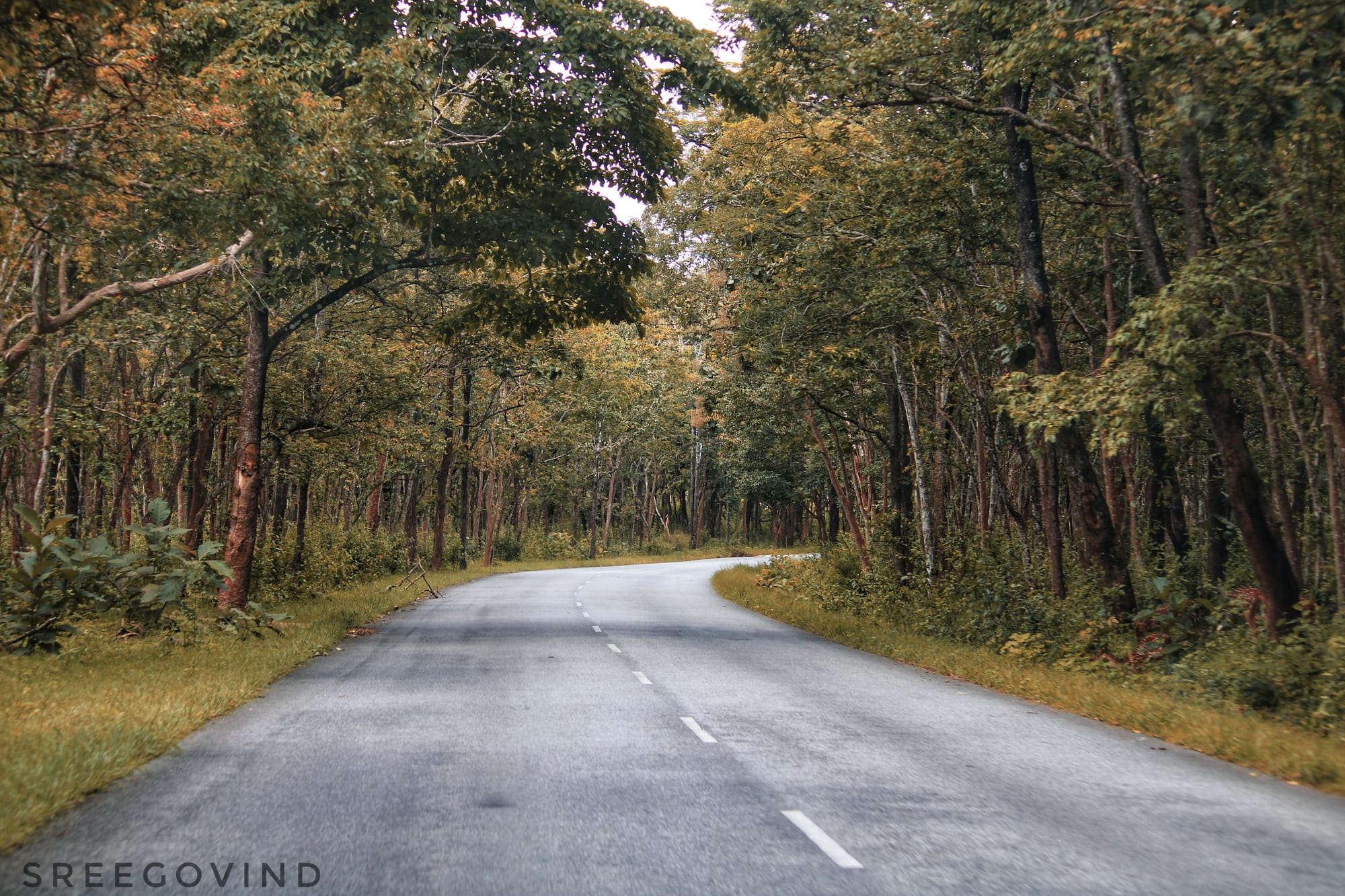 Bandipur Forest Road