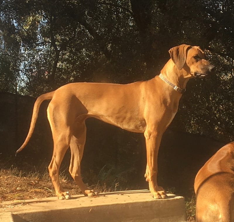 Pine Acres Leona's Binti Ashanti