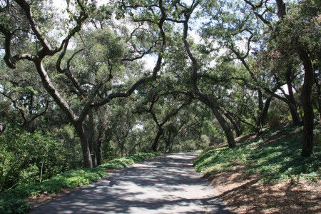 Descanso Gardens