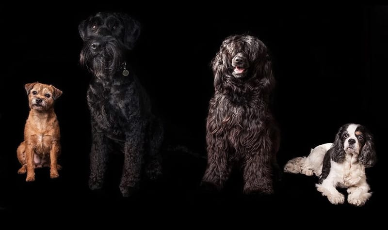 Canis Finest Dog Grooming