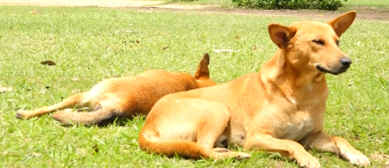 COMMISIONER PROPOSES A LAW TO REGULATE DOGS POPULATION.