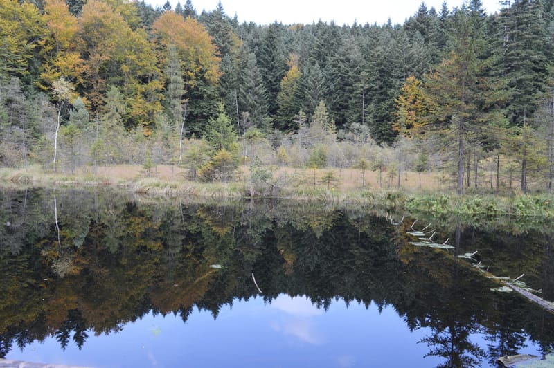 ВІДПОЧИНОК У КАРПАТАХ З НАГОДИ ДНЯ ПРАЦІВНИКІВ ОСВІТИ