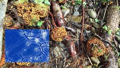 Case Study 1 image